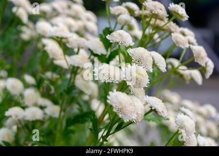 Feverfew bloom. A bush of compact white chamomile with fragrant flowers. Stock Photo