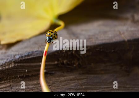Autumn has come. A ladybug is crawling on a fallen yellow maple leaf. Beautiful background in warm colors. Stock Photo