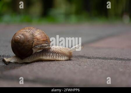 A large snail crawls on the sidewalk, spreading its horns. Stock Photo