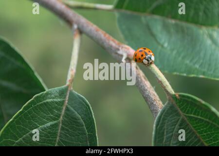 Ladybug on a branch of an apple tree among green leaves. Stock Photo