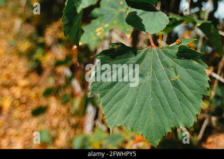 Ladybug on an autumn grape leaf. Rural motives Stock Photo