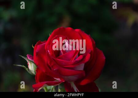 One red rose in the garden on a dark background. Stock Photo