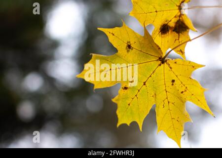 yellow maple leaves hanging on a tree on a black gray background Stock Photo