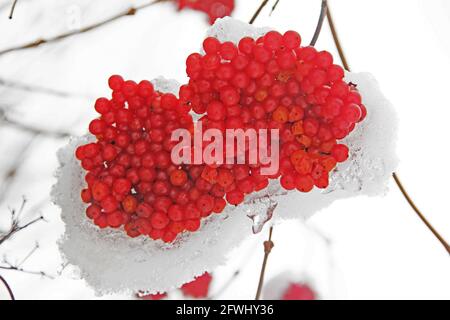 Berries Of The Common Viburnum In Winter Stock Photo