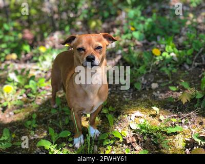 Chiweenie, a chihuahua and dachshund mix  dog outdoors amongst the grass and dandelions during spring