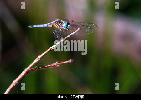 A male blue dasher dragonfly perches on a branch at the Weeks Bay National Estuarine Research Reserve near Fairhope, Alabama, on May 20, 2021. Stock Photo