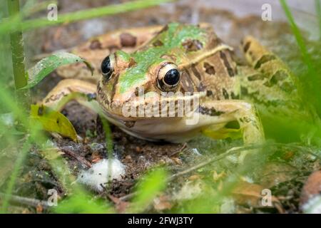 Front view of a Southern Leopard Frog (Rana sphenocephala) by the Creek. North Carolina. Stock Photo