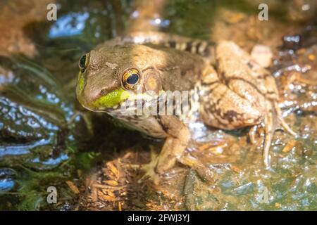 A Green Frog (Rana clamitans) sits in the water in a bog. Raleigh, North Carolina. Stock Photo