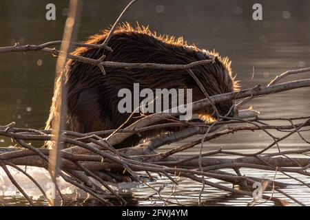 Beaver standing on a lake shore in the afternoon, busily chewing on branches around, building a dam, lodge. Stock Photo