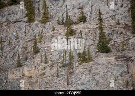 Wilderness rock face, cliff on the side of a mountain in Yukon Territory, Canada. Wild goats are seen in distance with white, arctic coat. Stock Photo