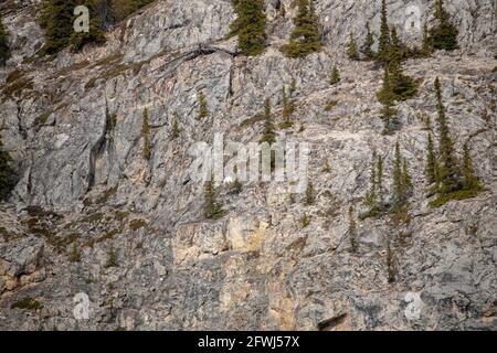 Wilderness rock face, cliff on the side of a mountain in Yukon Territory, Canada. Wild goats are seen in distance with white, arctic coat. Stock Photo