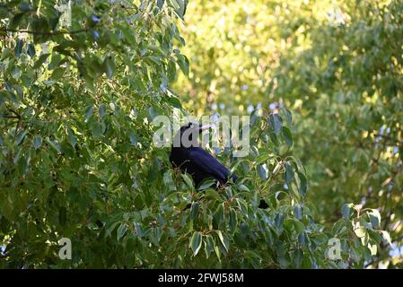 A little raven in a shady tree, with its head turned, on a sunny day Stock Photo