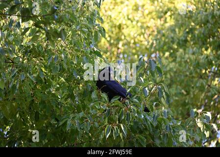 A little raven perched up in a tree, looking down inquisitively Stock Photo