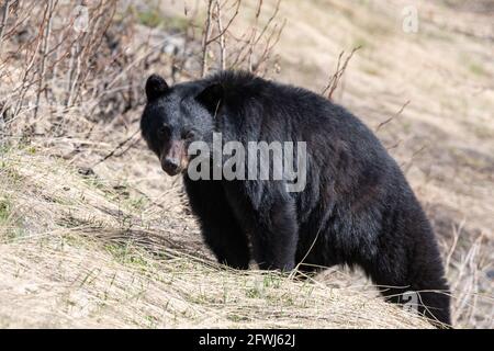 Black bear seen in wild in spring time from Canada Stock Photo