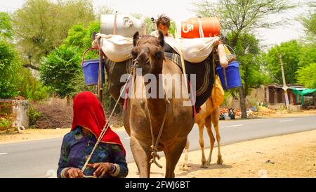 06 May 2021- Reengus, Sikar, India. Indian woman holding a camel with a rope. Great Indian culture concept. Stock Photo