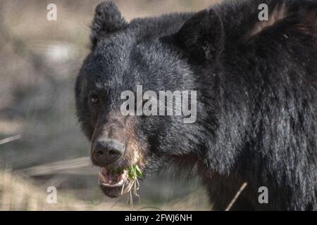 Close up face of a black bear seen in the wild eating with grass, greenery in its mouth with tounge, teeth showing. Blurred brown background.