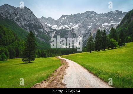 Amazing colorful summer flowery fields with pine forest and high snowy mountains in background, Jezersko valley, Kamnik Savinja Alps, Slovenia, Europe Stock Photo