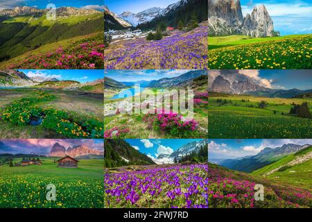 Collage of colorful mountain flowers and spectacular mountain landscapes. Concept of rhododendron, crocus, globeflower, dandelion flowers in Carpathia Stock Photo