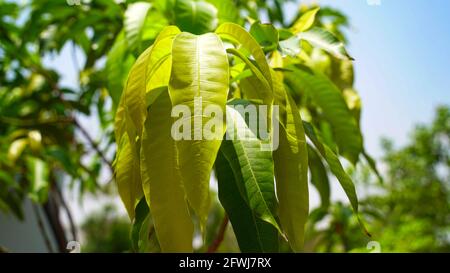 Fresh and newly growing mango leaves. Sun rays falls on mango leaf. Stock Photo