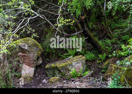 Forest of Dean Pennant stone shows the red iron ore surface staining. Bixslade Geology Walk. Stock Photo