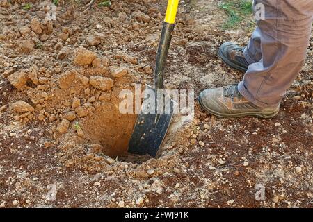 Man digs a hole in the ground. Work in the garden Stock Photo