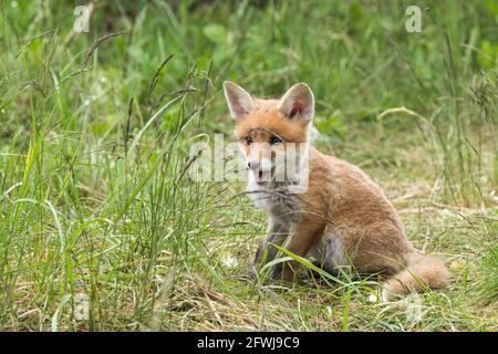 A fox cub sits near the fox's den Stock Photo