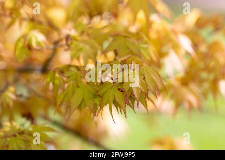 Close up of Acer Palmatum Orange Dream leaves in spring, UK Stock Photo