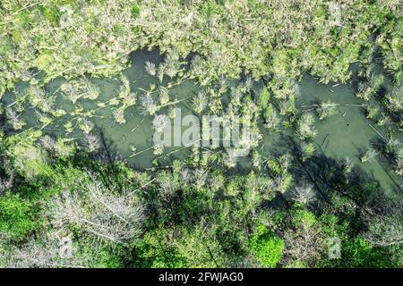 flooded forest with trees trunks floating on water surface. swampy landscape. view from drone