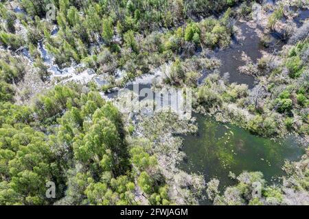 swamp wetland and green forest landscape in spring day. bird's eye view Stock Photo