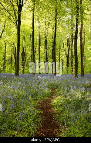 Path running through the wild Bluebells - Hyacinthoides non scripta at West Woods bluebell wood,  Marlborough, Wiltshire, England, UK Stock Photo