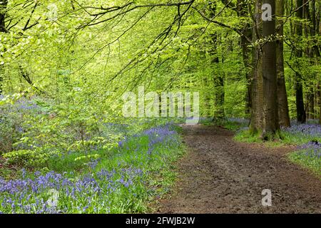 Path running through the wild Bluebells at West Woods bluebell wood,  Marlborough, Wiltshire, England, UK