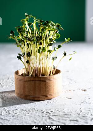 Flax, cabbage, lettuce, radish sprouts in a wooden bowl. Grow microgreen for food. Healthy vitamin food. Germinate seeds. Growing micro greens at home. Leaf and shoots of a green plant. Stock Photo