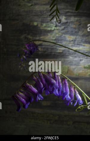 Cow Vetch Flower Studio Macro Photo. Studio Shot on Decayed Wooden Background Stock Photo