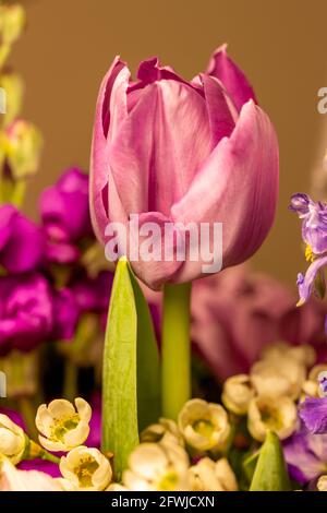 Macro abstract art view of a single beautiful salmon pink tulip flower blossom in a florist arrangement with a defocused background Stock Photo