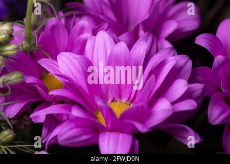 Macro abstract art view of beautiful pink and yellow aster flower blossoms in a florist arrangement with dark background Stock Photo