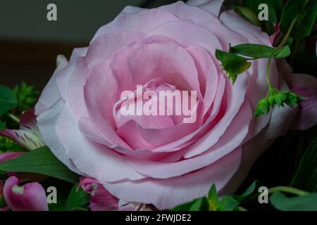Macro abstract art view of a beautiful pink rose flower blossom in a florist arrangement with a dark defocused background Stock Photo
