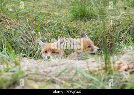 Two fox cubs look out of the burrow Stock Photo