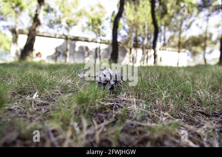 Detail of dried pine fruit, nature and freedom Stock Photo