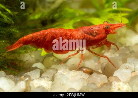 Macro photo of a Red Cherry Shrimp (Freshwater) Stock Photo