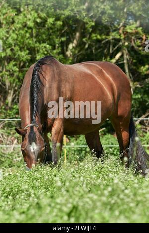 Brown horse grazing in wild flower meadow on a sunny day. Stock Photo
