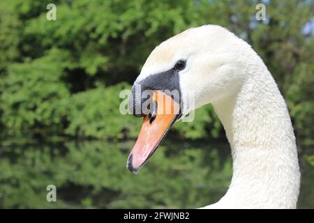 Mute Swan - Cygnus olor - cob Stock Photo