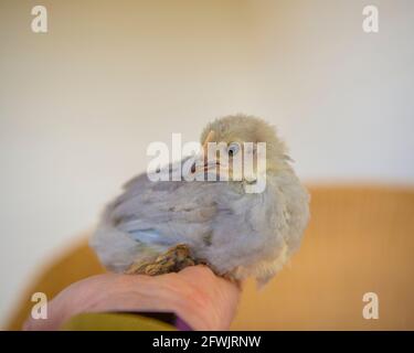 pet chicken on owners arm Stock Photo
