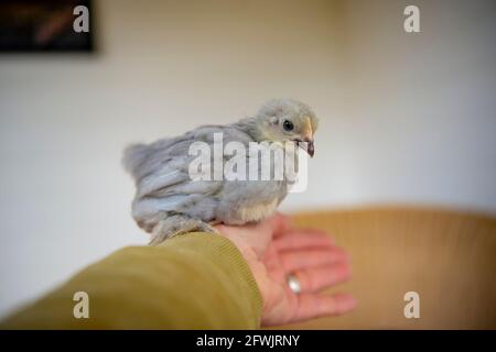 pet chicken on owners arm Stock Photo