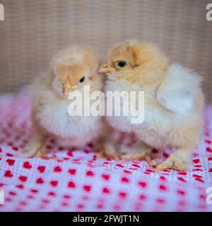 brahma chicks Stock Photo