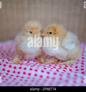 two baby brahma chicken chicks Stock Photo