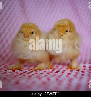 two baby brahma chicken chicks Stock Photo