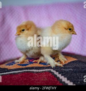 two baby brahma chicken chicks Stock Photo