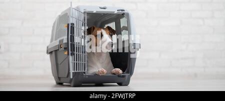 Jack russell outlet carrier