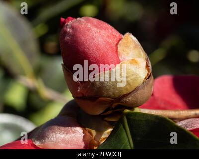 Bud of a unopen red 'Dr. Clifford Parks' camellia. Stock Photo