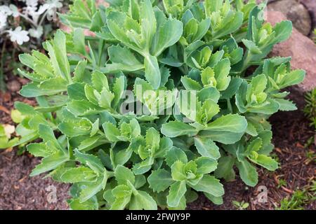 Hylotelephium spectabile, showy stonecrop decorative leaves closeup selective focus in garden Stock Photo